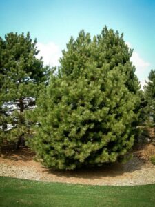 Сосна Чёрная (Pinus Nigra) купить по цене от 270.00р. в интернет-магазине «Посадика» с доставкой почтой в в Стародубе и по всей России – [изображение №1].