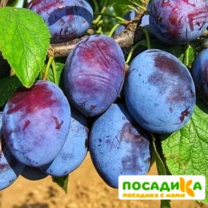 Слива Чачакская ранняя купить по цене от 229.00р. в интернет-магазине «Посадика» с доставкой почтой в в Стародубе и по всей России – [изображение №1].