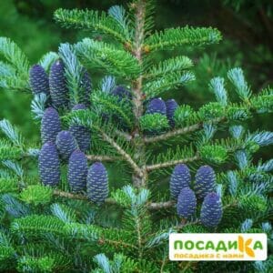 Пихта корейская (Abies koreana) купить по цене от 450.00р. в интернет-магазине «Посадика» с доставкой почтой в в Стародубе и по всей России – [изображение №1].