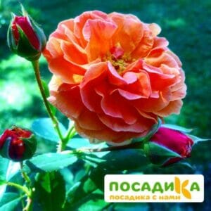 Роза Арабия купить по цене от 350.00р. в интернет-магазине «Посадика» с доставкой почтой в в Стародубе и по всей России – [изображение №1].