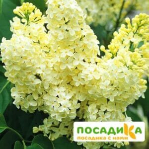 Сирень Примроуз (Primrose) купить по цене от 529.00р. в интернет-магазине «Посадика» с доставкой почтой в в Стародубе и по всей России – [изображение №1].