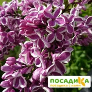 Сирень Сенсация купить по цене от 529.00р. в интернет-магазине «Посадика» с доставкой почтой в в Стародубе и по всей России – [изображение №1].