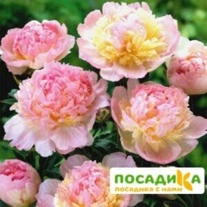 Пион Распберри Сандей (Paeonia Raspberry Sundae) купить по цене от 959р. в интернет-магазине «Посадика» с доставкой почтой в в Стародубе и по всей России – [изображение №1].