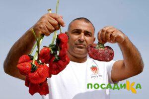 Клубника Гигант Джорнея купить по цене от 266р. в интернет-магазине «Посадика» с доставкой почтой в в Стародубе и по всей России – [изображение №1].