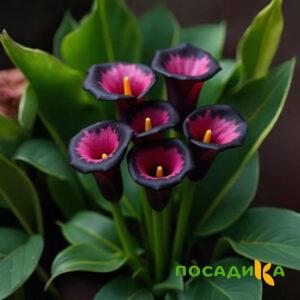 Калла Аура Лейс купить по цене от 400р. в интернет-магазине «Посадика» с доставкой почтой в в Стародубе и по всей России – [изображение №1].