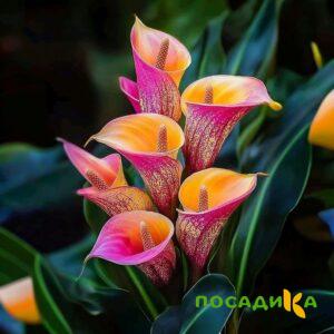 Калла Оникс купить по цене от 450р. в интернет-магазине «Посадика» с доставкой почтой в в Стародубе и по всей России – [изображение №1].