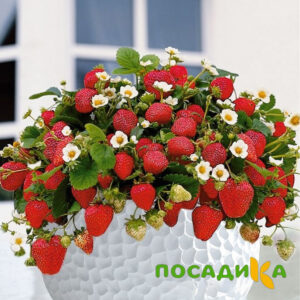 Клубника Рубиновый Шепот (горшечная) купить по цене от 240р. в интернет-магазине «Посадика» с доставкой почтой в в Стародубе и по всей России – [изображение №1].