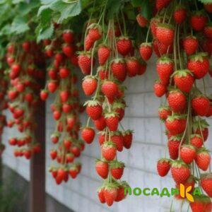 Клубника вьющаяся Комплимент купить по цене от 470р. в интернет-магазине «Посадика» с доставкой почтой в в Стародубе и по всей России – [изображение №1].
