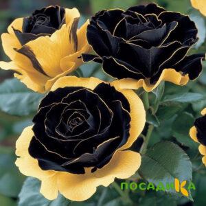 Роза Ханни Сикл купить по цене от 700р. в интернет-магазине «Посадика» с доставкой почтой в в Стародубе и по всей России – [изображение №1].