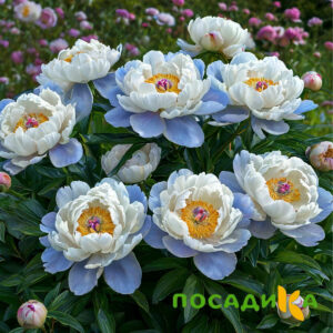 Пион акварельный Этюд купить по цене от 806р. в интернет-магазине «Посадика» с доставкой почтой в в Стародубе и по всей России – [изображение №1].
