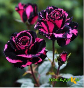Роза Багровый Шепот купить по цене от 366р. в интернет-магазине «Посадика» с доставкой почтой в в Стародубе и по всей России – [изображение №1].