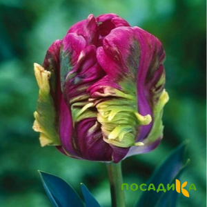 Тюльпан Экзотик Хэвен купить по цене от 186р. в интернет-магазине «Посадика» с доставкой почтой в в Стародубе и по всей России – [изображение №1].