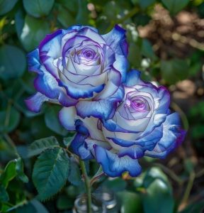 Роза Пэтолз Хоуп купить по цене от 333р. в интернет-магазине «Посадика» с доставкой почтой в в Стародубе и по всей России – [изображение №1].