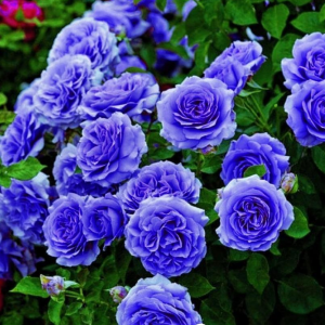 Роза Блю Мун купить по цене от 450р. в интернет-магазине «Посадика» с доставкой почтой в в Стародубе и по всей России – [изображение №1].