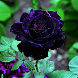 Роза Блэк Пантер купить по цене от 319р. в интернет-магазине «Посадика» с доставкой почтой в в Стародубе и по всей России – [изображение №1].