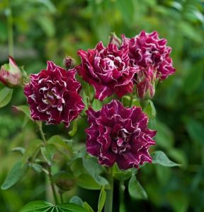 Роза Опаловый Пейзаж купить по цене от 490р. в интернет-магазине «Посадика» с доставкой почтой в в Стародубе и по всей России – [изображение №1].